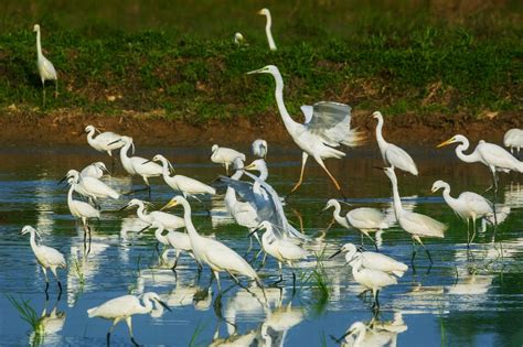 大白鹭、中白鹭和小白鹭 中国自然保护区生物标本资源共享平台