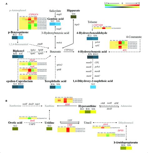 Diagram Of Secondary Metabolism Pathways With Their Related Degs And