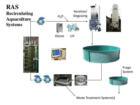 Recirculating Aquaculture Systems Ras