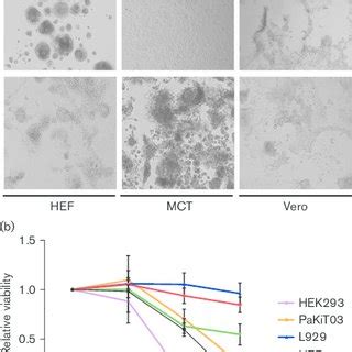 A Pakit And L Cells Infected With Nbv Visualized Under Confocal