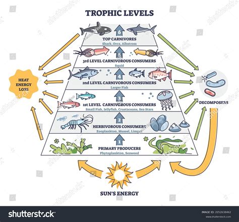 Trophic Levels Water Wildlife Ocean Food Stock Vector (Royalty Free) 2052638462 | Shutterstock