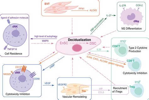 Frontiers Energy Metabolism And Maternal Fetal Tolerance Working In