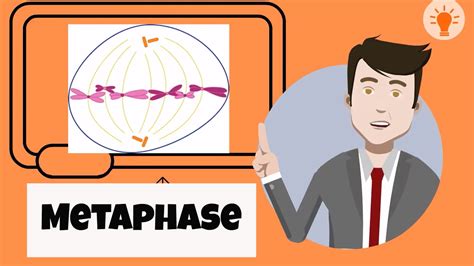 What Happens During Metaphase Youtube