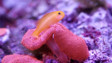 Yellow Clown Goby (Gobiodon okinawae) | REEF2REEF Saltwater and Reef Aquarium Forum