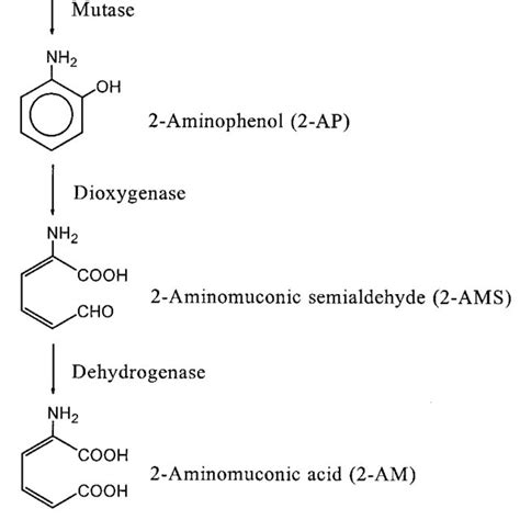 A Partial Reductive Pathway For The Degradation Of Nitrobenzene