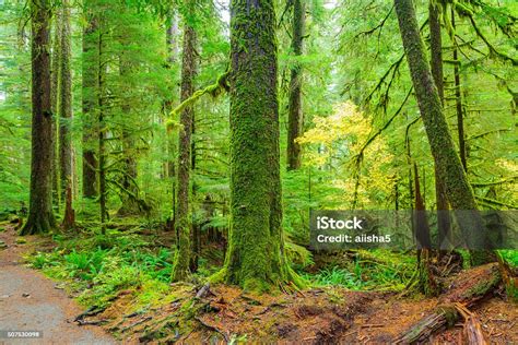 Rain Forest In Oregon Stock Photo - Download Image Now - Backgrounds ...