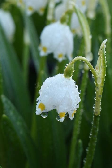 The First Spring Flowers Lilies Of The Valley With Droplets After The