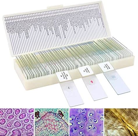 60 Microscope Slides with Specimens for Kids, Prepared Microscope Slides for Kids Microbiology ...