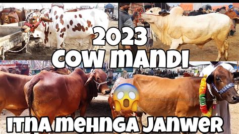 Bhains Colony Update 2023 Part 1 Cow Mandi 2023 Update Youtube