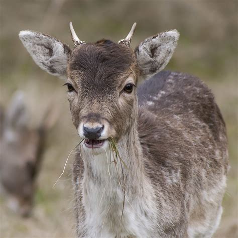 Fallow Deer Damhert Ouwesok Flickr