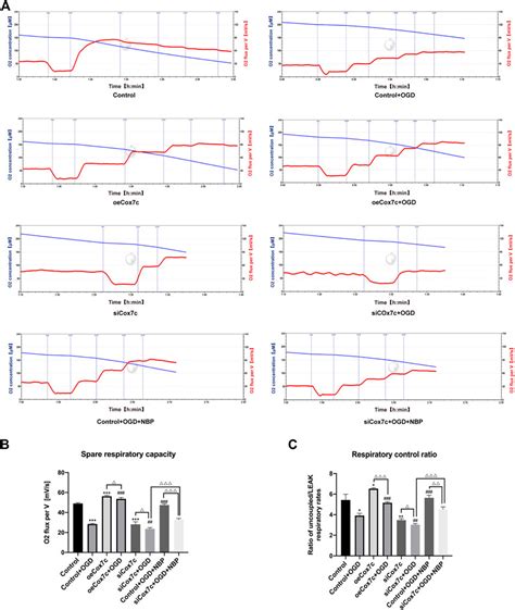 Frontiers Effect Of Dl N Butylphthalide On Mitochondrial Cox C In