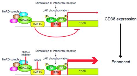 The Mechanism Underlying The Transcriptional Regulation Of