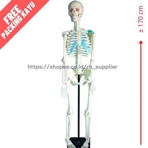 Jual Kerangka Manusia Torso Model Kerangka Human Skleton Kerangka