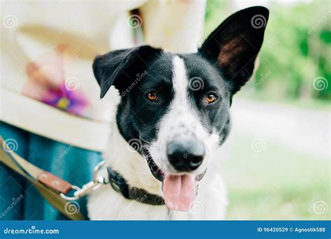 Perro Blanco Con Los Oídos Negros De Los Puntos Negros Imagen De