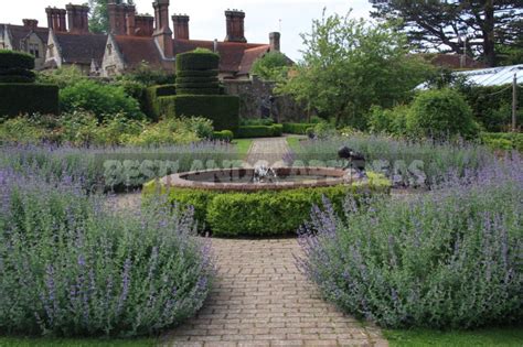 Nepeta Planting Care And Successful Combinations Best Landscape Ideas