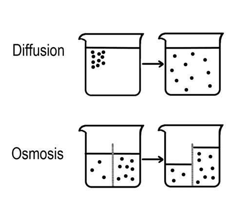 Osmosi vs Diffusione qual è la differenza