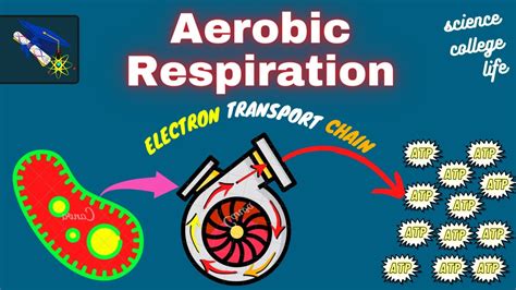 Aerobic Respiration In Bacteria Krebs Cycle Microbiology Youtube