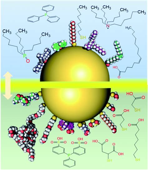 Ligand Exchange Reactions On Thiolate Protected Gold Nanoclusters