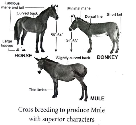 Inbreeding In Humans