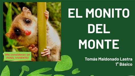 Monito del Monte by Priscilla Rojas on Prezi Next