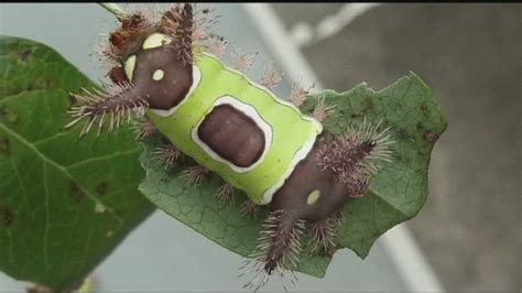 Which Caterpillars Should You Avoid