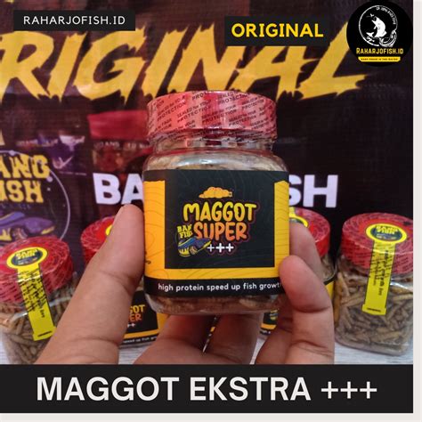 Jual Maggot Extra Super Bang Fish X Fajar Arief Original Shopee