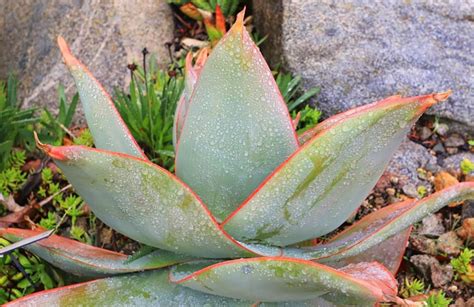 Aloe Striata Coral Aloe