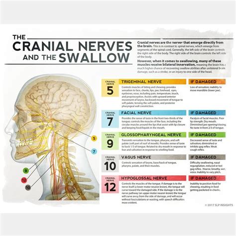 The Cranial Nerves and the Swallow - Dysphagia therapy - Speech ...