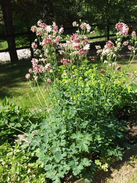 30 Aquilegia Nora Barlow Columbine Perennial Shade Or Sun Etsy