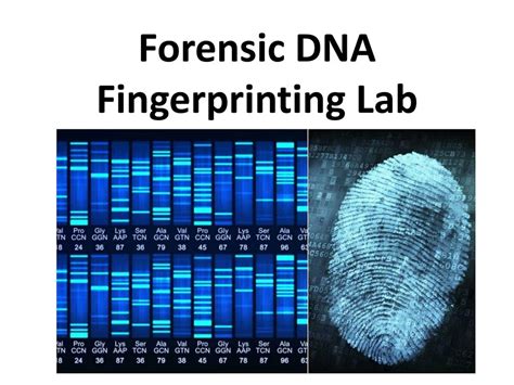 Dna Fingerprinting Crime Scene