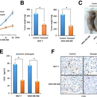 Gossypol Decreases Vascular Endothelial Growth Factor Vegf Mrna