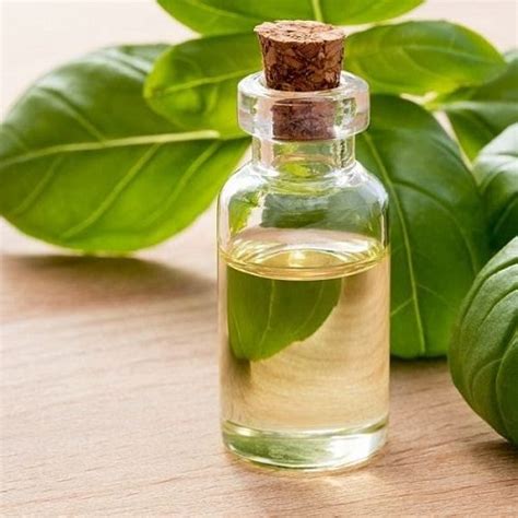 Basil Oil – Continental Seeds & Chemicals Ltd.