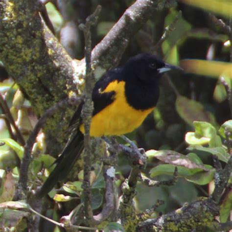 Black Vented Oriole Project Noah