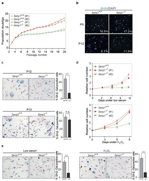 Senp1 − − Mef Cells Are Resistant To Cellular Senescence A Download Scientific Diagram