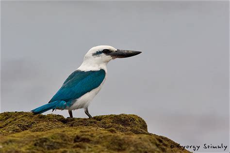 Beach Kingfisher Birds Of Color Wiki Fandom