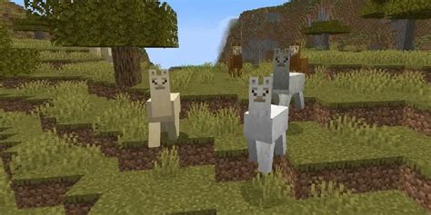 How To Tame A Llama In Minecraft Pocket Gamer