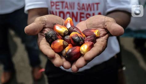 FOTO Unjuk Rasa Petani Kelapa Sawit Terkait Larangan Ekspor Foto