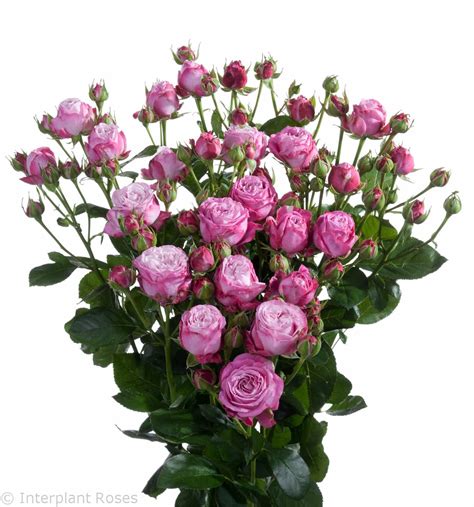 Lady Bombastic® - Interplant Roses