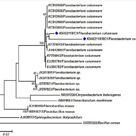 Molecular Phylogenetic Tree Produced By Neighbor Joining Method