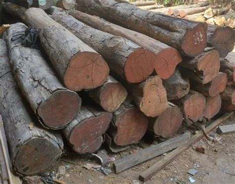 M P Teak Round Wood Logs At Rs Cubic Feet Teak Wood Logs In