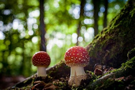 Beau Champignon Avec Les Points Rouges Et Blancs Agaric De Mouche