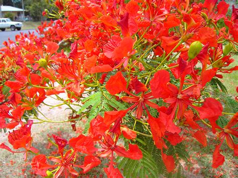 Cairns Beautiful Flowering Poinciana Tree Delonix Regia Flickr