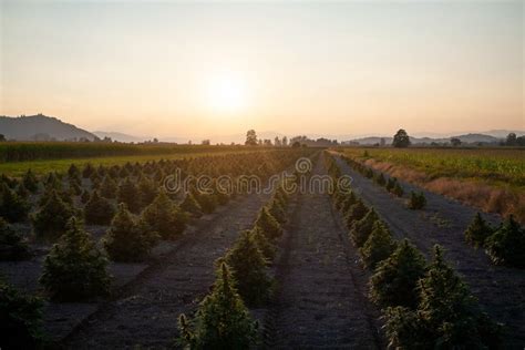 Aerial View of Large Cannabis Medical Marijuana Hemp Fields Stock Photo ...