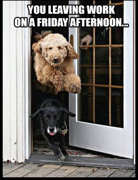 Marco S Happy Paws Happy Friday Facebook Funny Friday Memes