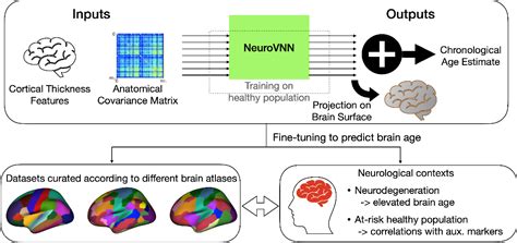 Figure From Towards A Foundation Model For Brain Age Prediction Using