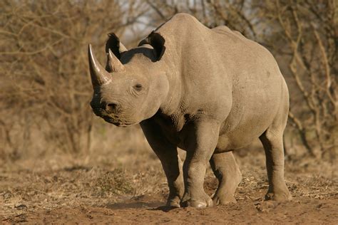 Rhinoceros Are Endangered