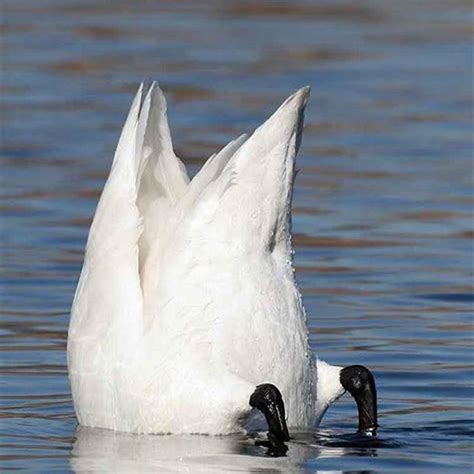 How do swans eat? - DIY Seattle