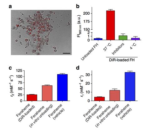 Nature Publication - Gordon Center for Medical Imaging