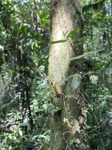 Golden Silk Spider From Sendero Sur Sarapiqui Heredia Cr On April