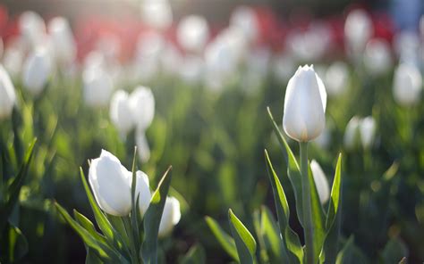 White Tulips Wallpaper - WallpaperSafari